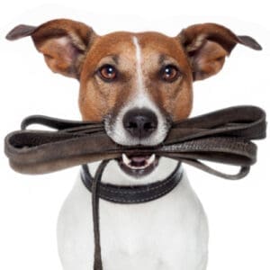 Pet Supplies